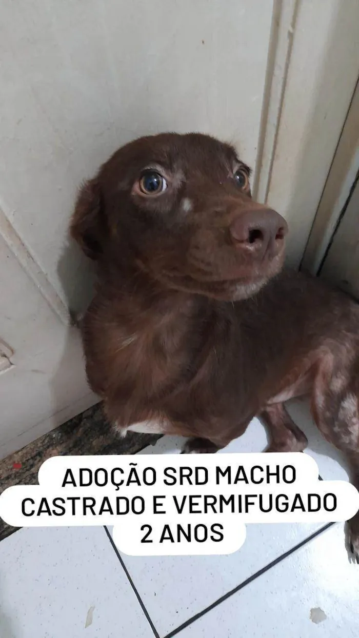Cachorro raça SRD-ViraLata idade 2 anos nome Elvis