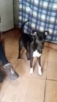 Cachorro raça SRD-ViraLata idade 7 a 11 meses nome Bob bb10meses 