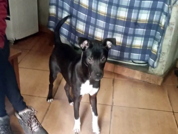 Cachorro raça SRD-ViraLata idade 7 a 11 meses nome Bob bb10meses 