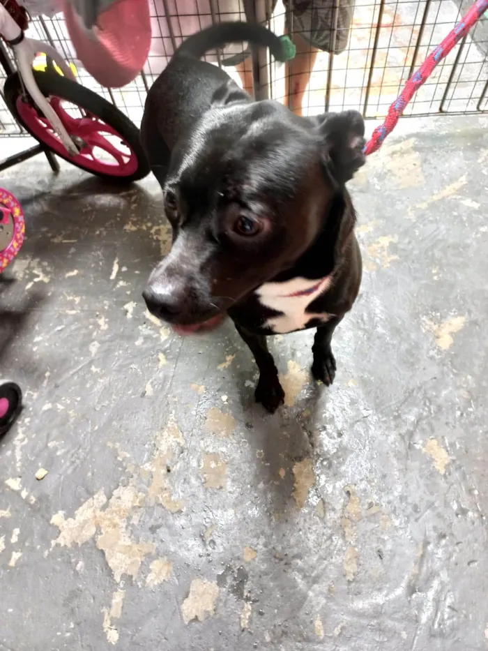 Cachorro raça SRD-ViraLata idade 7 a 11 meses nome Alina porteP 