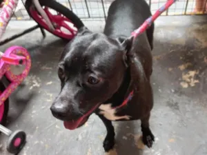 Cachorro raça SRD-ViraLata idade 7 a 11 meses nome Alina porteP 