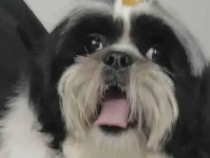 Cachorro ra a Mestico  idade 5 anos nome Apolo 