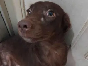 Cachorro raça SRD-ViraLata idade 2 anos nome Elvis