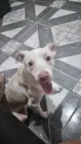 Cachorro raça SRD-ViraLata idade 7 a 11 meses nome Zeus bb10meses 