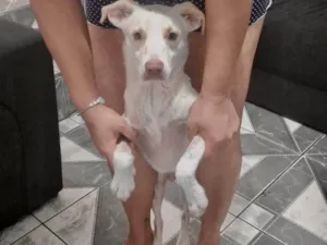 Cachorro raça SRD-ViraLata idade 7 a 11 meses nome Zeus bb10meses 