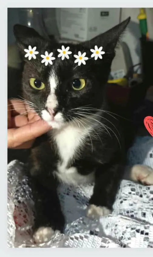 Gato raça  idade 2 a 6 meses nome Alice