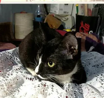 Gato raça  idade 2 a 6 meses nome Alice