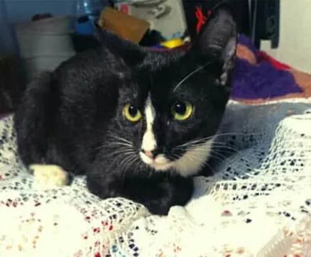 Gato raça  idade 2 a 6 meses nome Alice