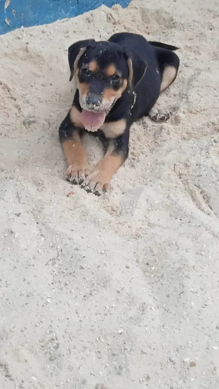 Cachorro ra a SRD-ViraLata idade 2 a 6 meses nome Kyara 