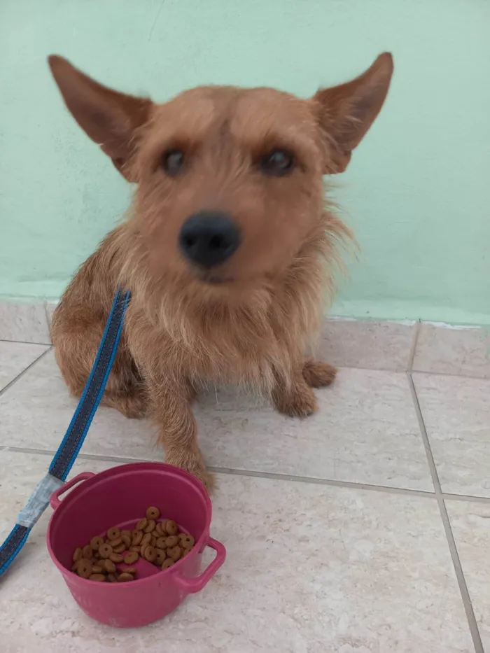 Cachorro ra a SRD-ViraLata idade 2 anos nome Zeca