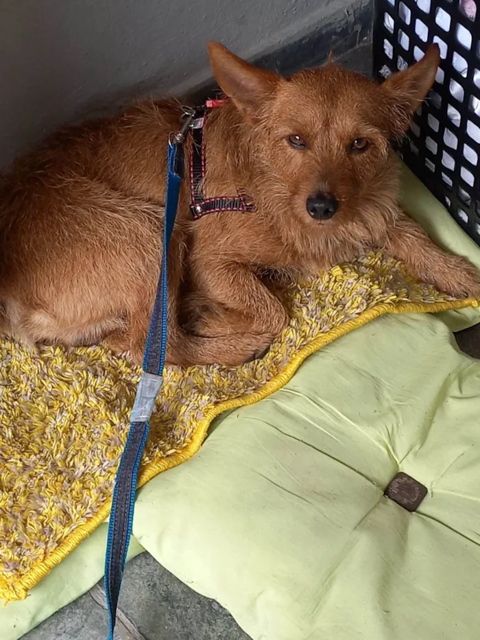 Cachorro ra a SRD-ViraLata idade 2 anos nome Zeca
