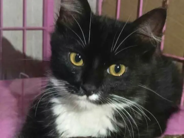 Gato raça  idade 2 a 6 meses nome Luan