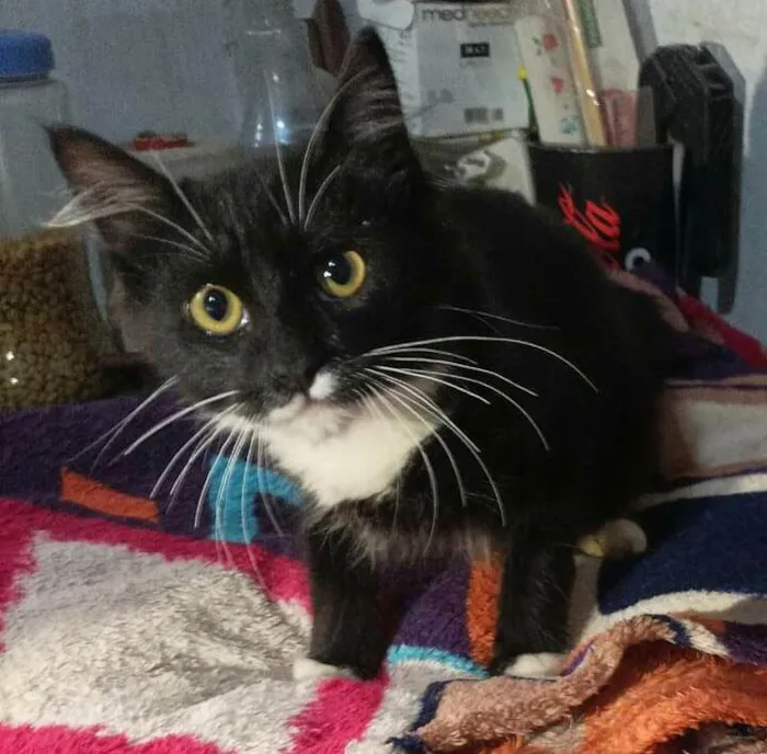 Gato raça  idade 2 a 6 meses nome Luan