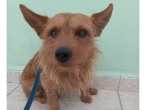 Cachorro raça SRD-ViraLata idade 2 anos nome Zeca
