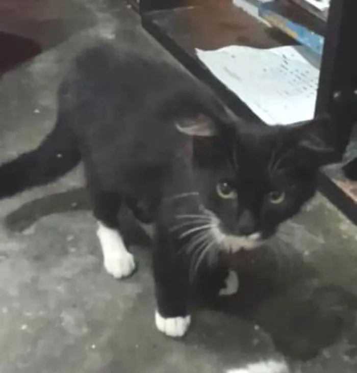 Gato raça  idade 2 a 6 meses nome Luan