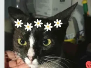 Gato raça  idade 2 a 6 meses nome Alice