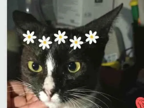 Gato raça  idade 2 a 6 meses nome Alice