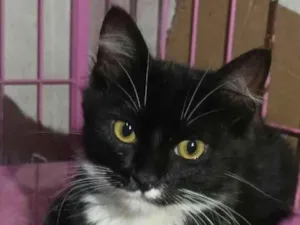 Gato raça  idade 2 a 6 meses nome Luan