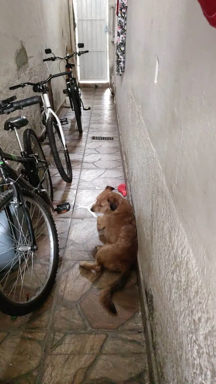 Cachorro ra a SRD-ViraLata idade 1 ano nome Sem nome