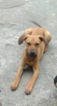 Cachorro raça SRD-ViraLata idade 1 ano nome Aurora 1aninho 