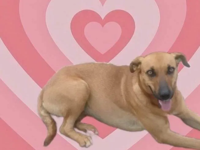 Cachorro raça SRD-ViraLata idade 1 ano nome Aurora 1aninho 