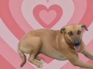 Cachorro raça SRD-ViraLata idade 1 ano nome Aurora 1aninho 