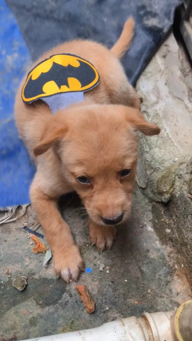 Cachorro raça Bulldog idade Abaixo de 2 meses nome Ravi 