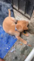 Ravi 