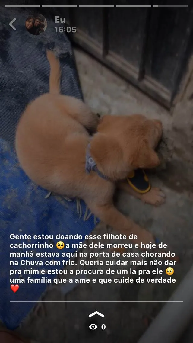 Cachorro raça Bulldog idade Abaixo de 2 meses nome Ravi 