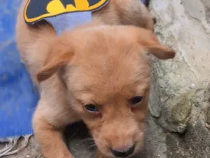 Cachorro raça Bulldog idade Abaixo de 2 meses nome Ravi 