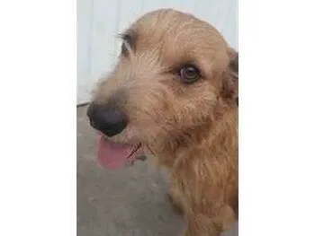 Cachorro ra a SRD-ViraLata idade 1 ano nome Sem nome