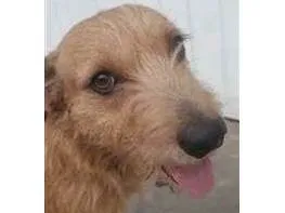Cachorro raça SRD-ViraLata idade 1 ano nome Sem nome