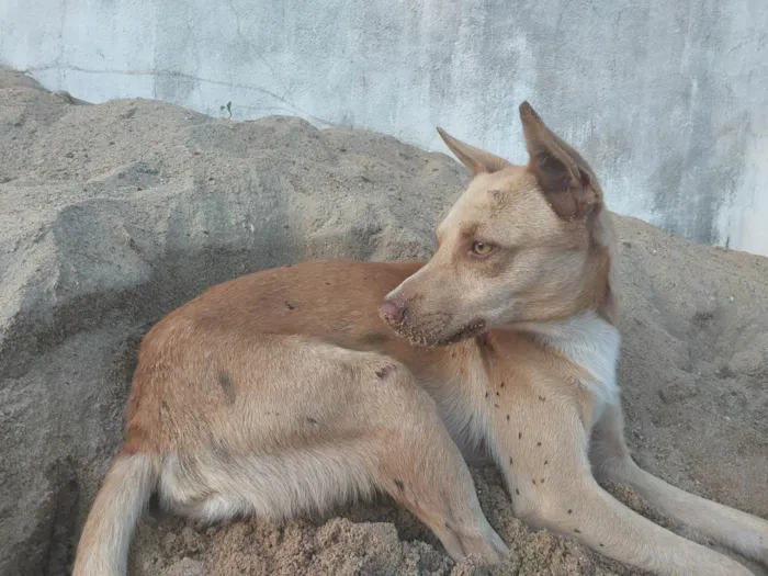 Cachorro ra a SRD-ViraLata idade 4 anos nome Bolinho 