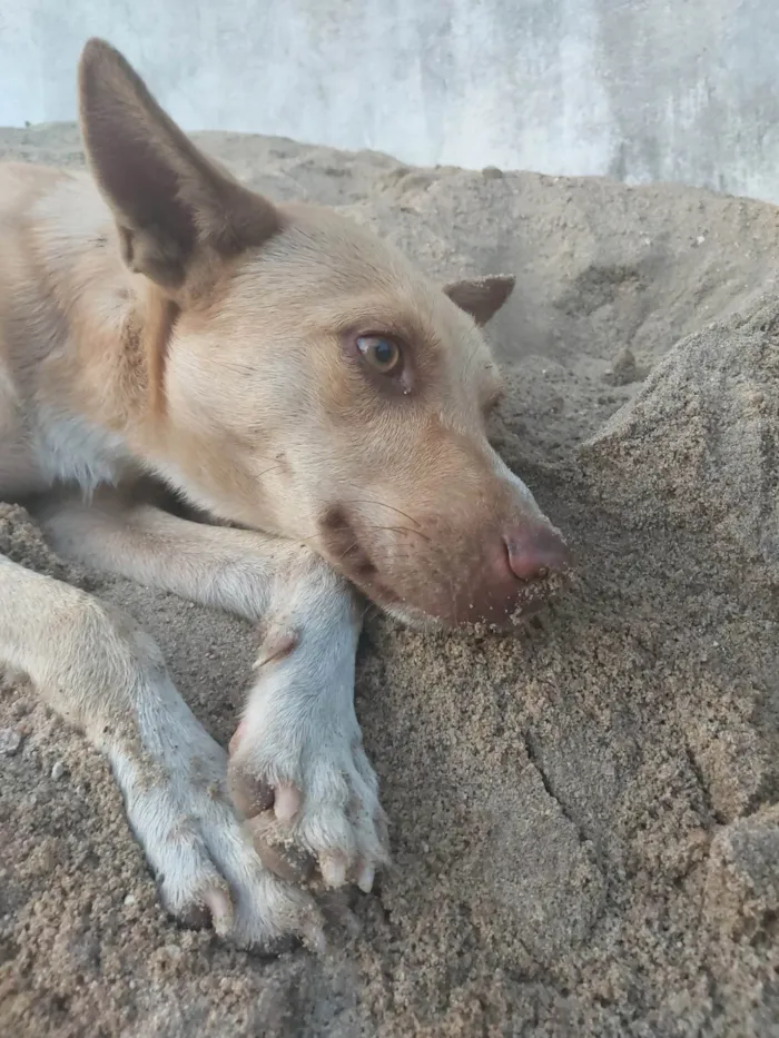 Cachorro ra a SRD-ViraLata idade 4 anos nome Bolinho 