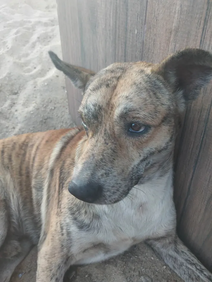 Cachorro ra a SRD-ViraLata idade 4 anos nome Bolinho 