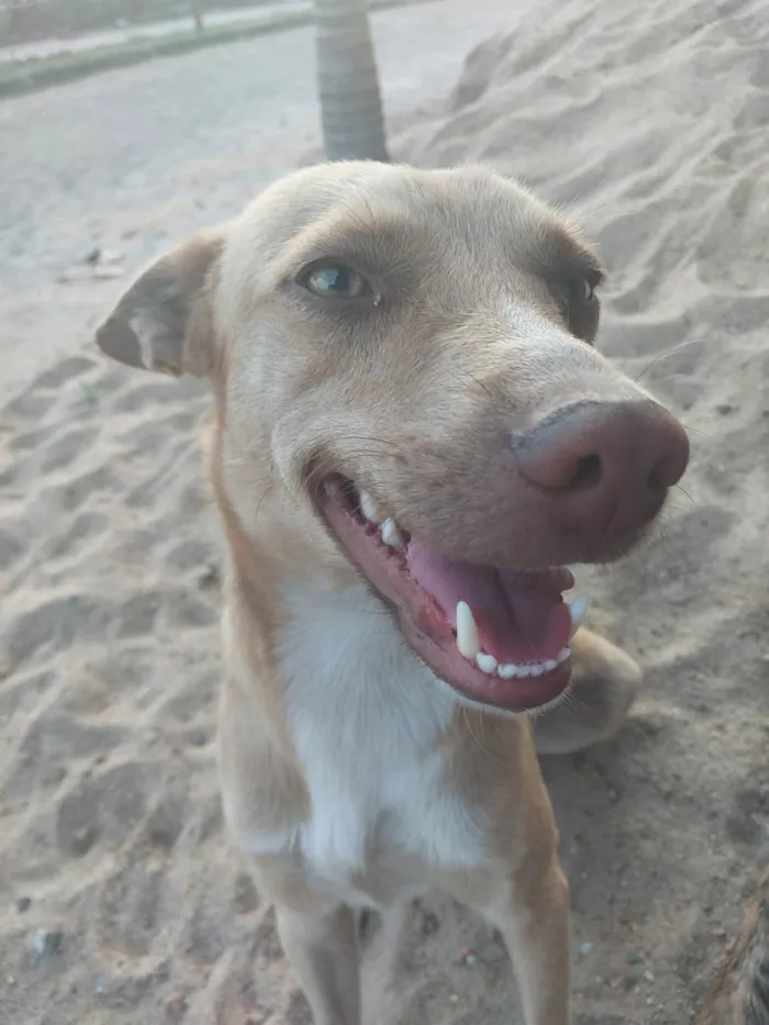 Cachorro ra a SRD-ViraLata idade 4 anos nome Bolinho 