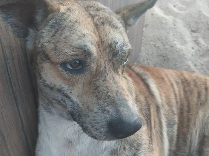 Cachorro ra a SRD-ViraLata idade 4 anos nome Bolinho 