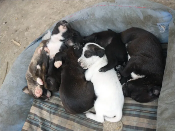 Cachorro raça SRD-ViraLata idade 2 a 6 meses nome Não tem nome 