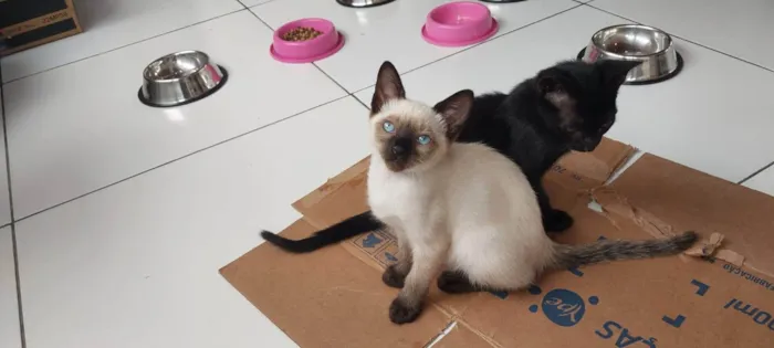 Gato raça Siamês idade 2 a 6 meses nome Sagwa