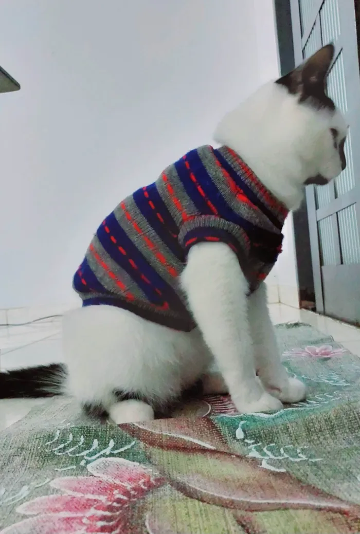 Gato ra a  idade  nome Floquinho