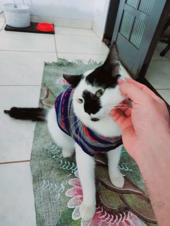 Gato ra a  idade  nome Floquinho