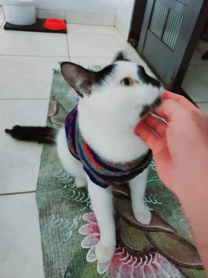 Gato ra a  idade  nome Floquinho