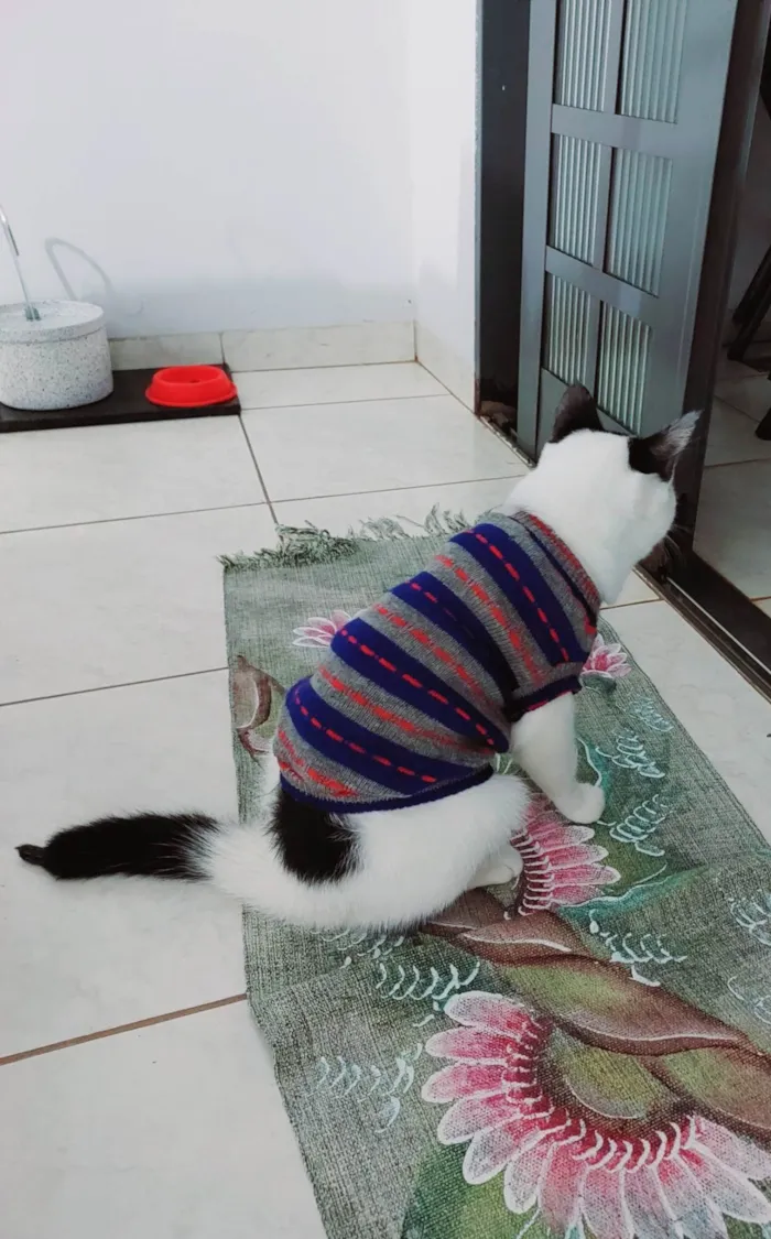 Gato ra a  idade  nome Floquinho