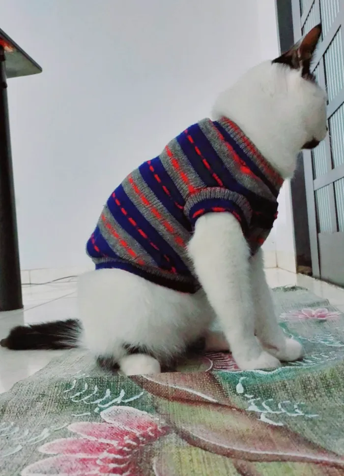 Gato ra a  idade  nome Floquinho