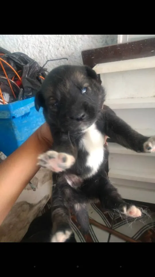 Cachorro ra a Husck com vira lata  idade Abaixo de 2 meses nome Cães husck mas não são puros só a mãe e 