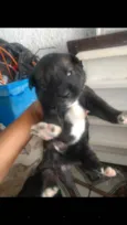 Cães husck mas não são puros só a mãe e