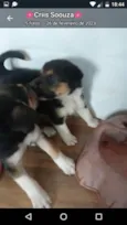 São filhotes de labrador pai mestiço a rotwailer