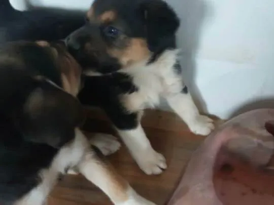 Cachorro ra a SRD-ViraLata idade 2 a 6 meses nome São filhotes de labrador pai mestiço a rotwailer 