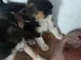 São filhotes de labrador pai mestiço a rotwailer