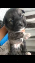 Cães husck mas não são puros só a mãe e